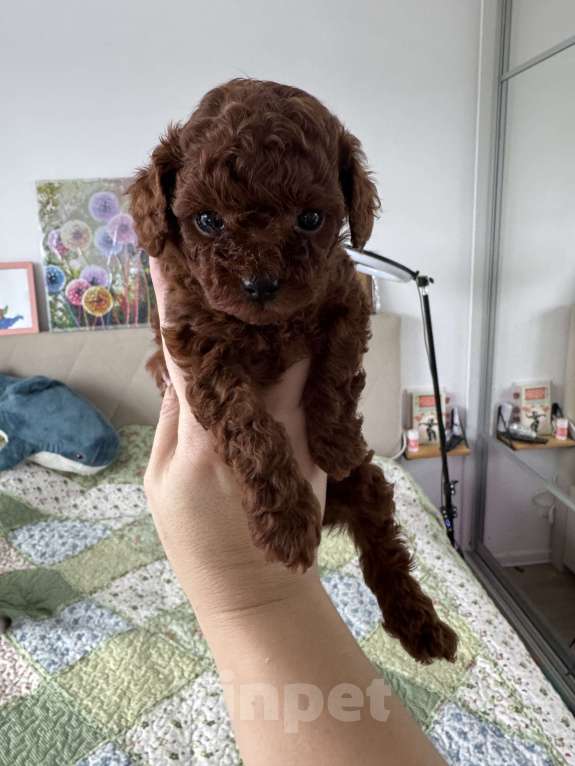 Собаки в Москве: Той-пудель тикап тэдди Мальчик, 150 000 руб. - фото 2