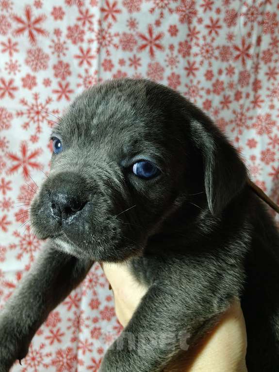 Собаки в других городах Краснодарского края: Кане-Корсо, щенок Девочка, 20 000 руб. - фото 3