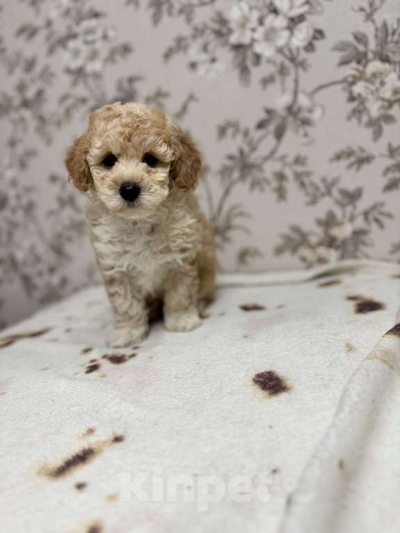 Собаки в Новосибирске: Той пудель, щенки Мальчик, 50 000 руб. - фото 2