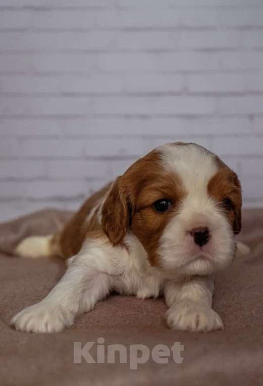 Собаки в Пушкино: Девочка  Девочка, 100 000 руб. - фото 2