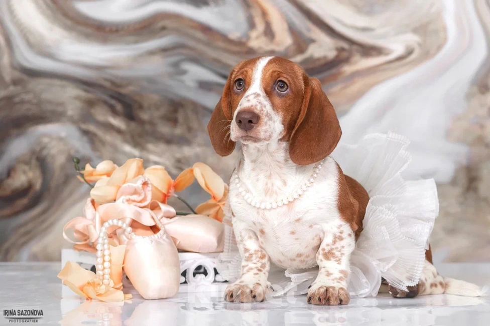 Собаки в Москве: Такса эксклюзивного окраса Пайболд  Девочка, 50 000 руб. - фото 8