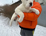 Собаки в Самаре: Белая девочка Мальчик, 30 000 руб. - фото 5