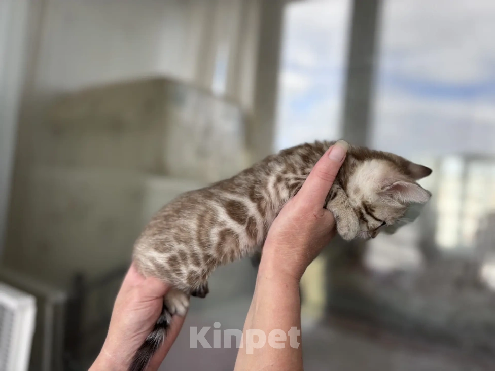 Кошки в Санкт-Петербурге: Бенгальский котёнок Девочка, 65 000 руб. - фото 4