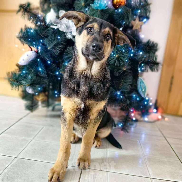 Собаки в Санкт-Петербурге: Щенок мальчик в добрые руки! Мальчик, Бесплатно - фото 5