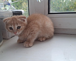 Кошки в Туле: Шотландский веслоухий котенок Мальчик, 5 000 руб. - фото 7