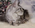 Кошки в Лодейном Поле: Кошка Мейн-Кун Руна  Девочка, 13 000 руб. - фото 1