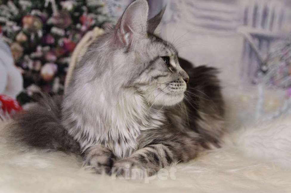 Кошки в Лодейном Поле: Кошка Мейн-Кун Руна  Девочка, 13 000 руб. - фото 1