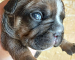 Собаки в Стерлитамаке: Французский бульдог щенки Девочка, 25 000 руб. - фото 1