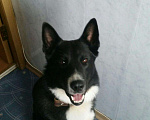 Собаки в Оренбурге: Вязка лайки, 1 руб. - фото 4