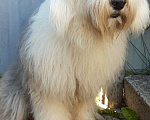 Собаки в Ижевске: Бобтейл кобель вязка Мальчик, 100 руб. - фото 1