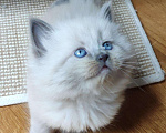 Кошки в Ливны: Невская маскарадная (котята), 35 000 руб. - фото 6
