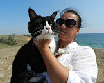 Кошки в Лобне: Кот Мейн-Кун на вязку Мальчик, 2 000 руб. - фото 5