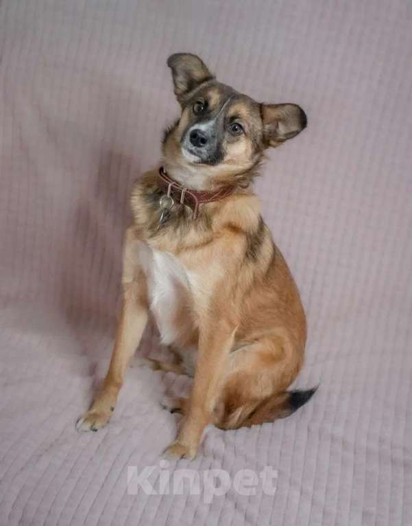 Собаки в Москве: Небольшая собачка в добрые руки Девочка, Бесплатно - фото 2