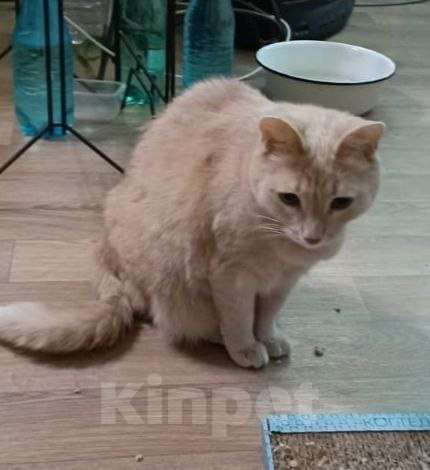 Кошки в других городах Московской области: Кошки в добрые руки Девочка, Бесплатно - фото 9