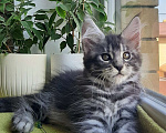 Кошки в Краснодаре: Котята мейн кун серебрянные Девочка, 45 000 руб. - фото 6