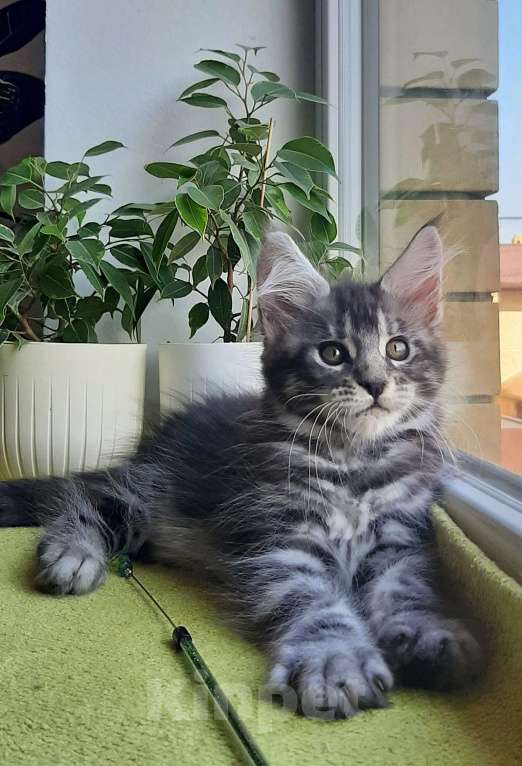 Кошки в Краснодаре: Котята мейн кун серебрянные Девочка, 45 000 руб. - фото 6