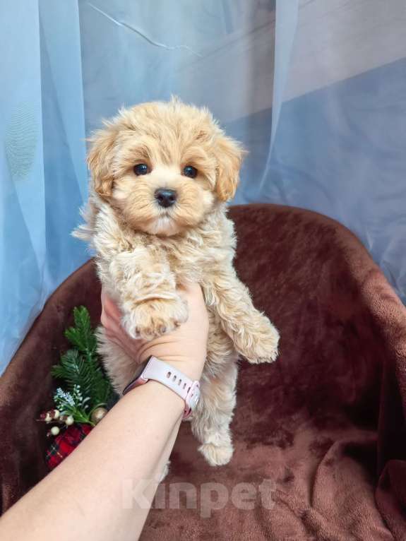 Собаки в Самаре: Девочка  Девочка, 140 000 руб. - фото 2