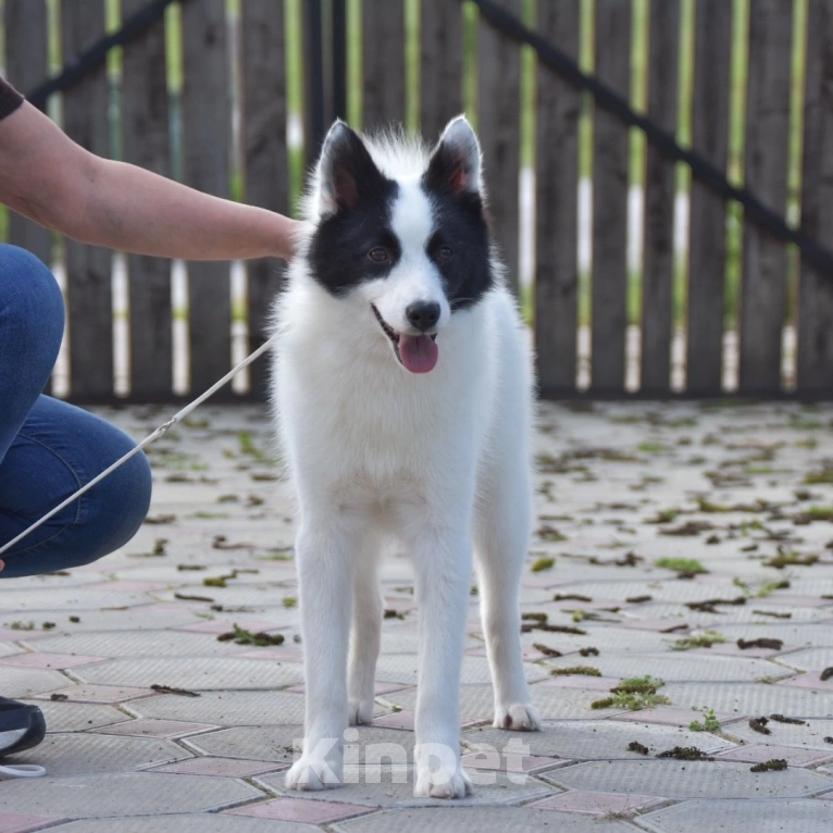 Собаки в Москве: Ненецкая оленегонная лайка. Кобель Халзан. Мальчик, 50 000 руб. - фото 4