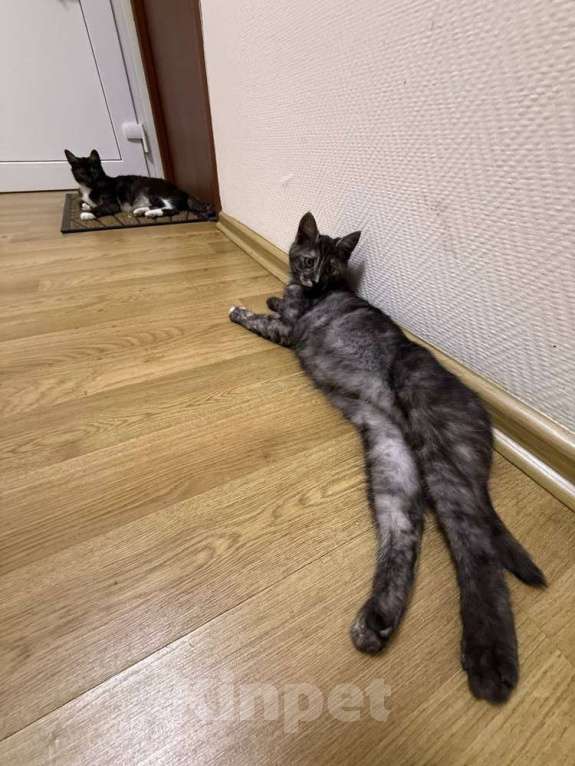 Кошки в Москве: Ласковые кошечки — мама и дочка ищут дом Девочка, Бесплатно - фото 5