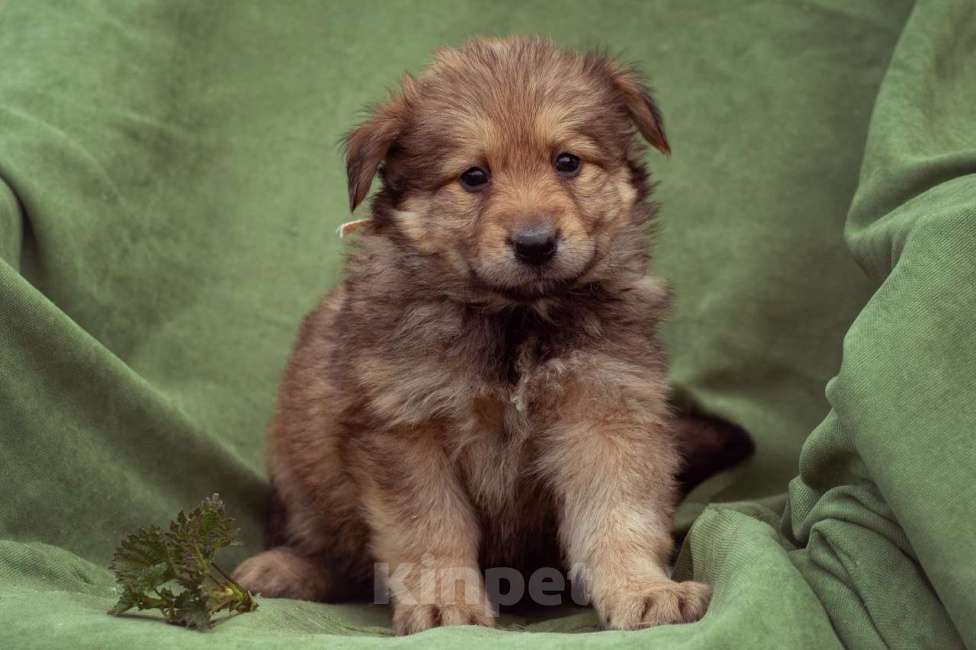 Собаки в Москве: щенок Яшма ищет семью Девочка, Бесплатно - фото 2