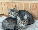 Кошки в Истре: Котята в добрые руки Мальчик, 1 руб. - фото 1