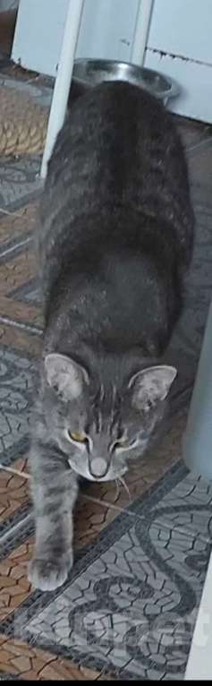 Кошки в Лыткарино: Кошка в добрые руки Девочка, Бесплатно - фото 1