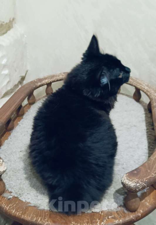 Кошки в Москве: Черный котёнок Мальчик, 35 000 руб. - фото 5