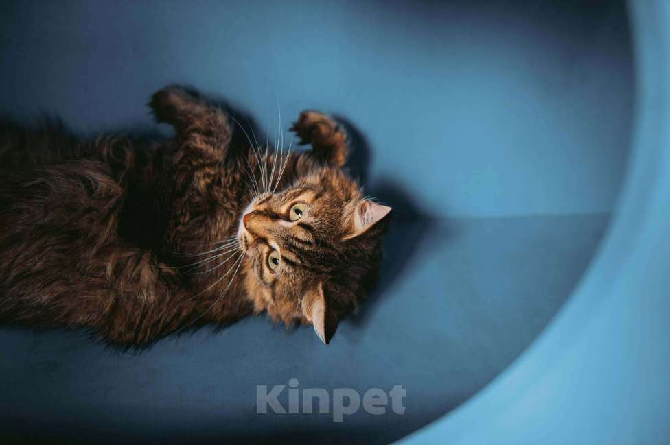 Кошки в других городах Московской области: Пастила украсит вашу жизнь! Девочка, Бесплатно - фото 3