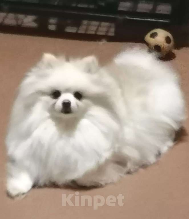 Собаки в Таганроге: Шпиц НЕМЕЦКИЙ мини  Девочка, Бесплатно - фото 2