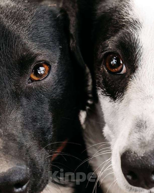 Собаки в других городах Московской области: Ищу дом маленькой паре Девочка, Бесплатно - фото 5