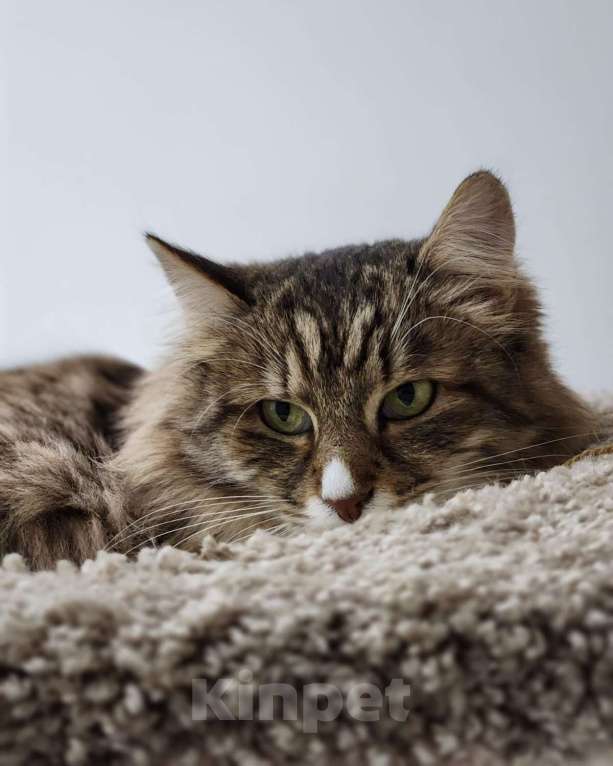 Кошки в Москве: Пушистая Рыська грустит в приюте 💔 Девочка, Бесплатно - фото 3