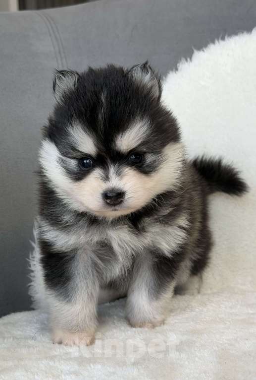 Собаки в Санкт-Петербурге: Девочка помски Девочка, 70 000 руб. - фото 6