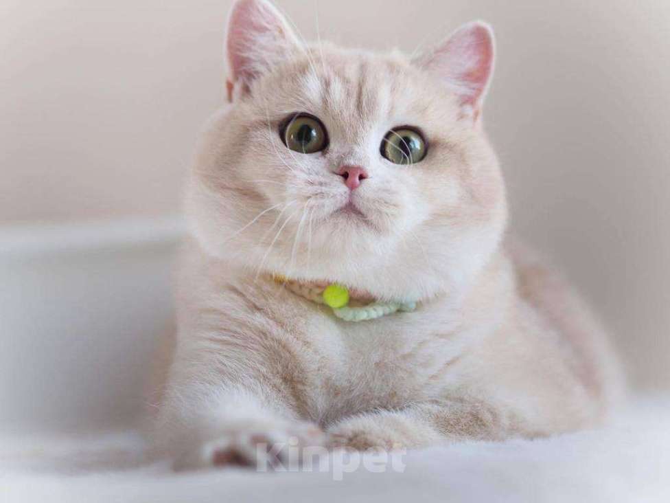 Кошки в Москве: Британская кошечка Девочка, 25 000 руб. - фото 10