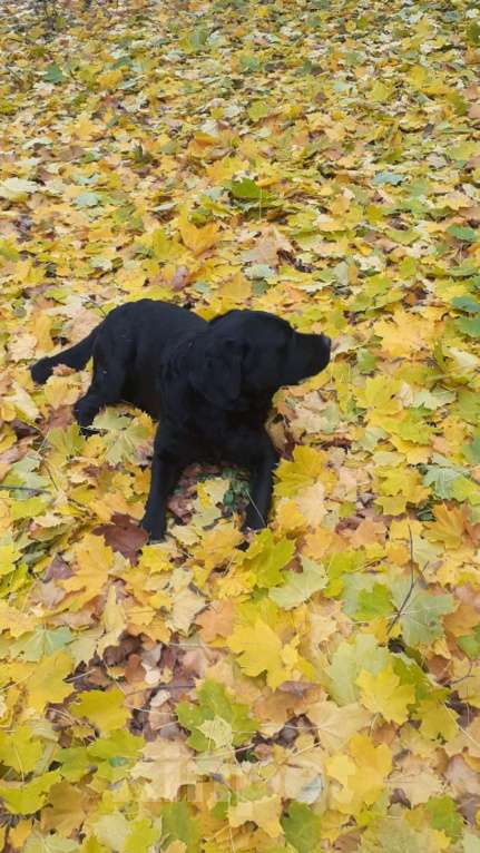 Собаки в Ярославле: Сириус Маджорис РАджа открыт для вязки Мальчик, 40 000 руб. - фото 3