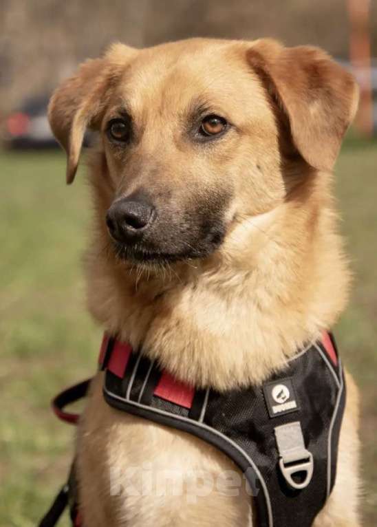 Собаки в Москве: Руфус ищет дом Мальчик, Бесплатно - фото 3