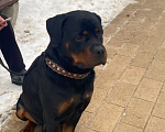 Собаки в Балашихе: Ротвейлер по кличке «Рэй» отдается в добрые руки Мальчик, Бесплатно - фото 1