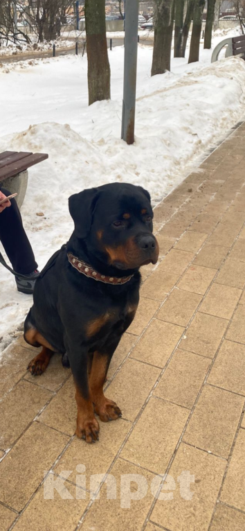 Собаки в Балашихе: Ротвейлер по кличке «Рэй» отдается в добрые руки Мальчик, Бесплатно - фото 1