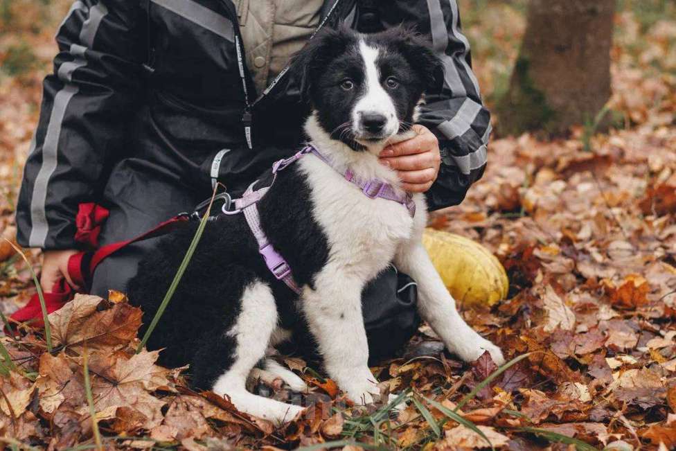 Собаки в Москве: Бомсу - мальчик, 2 месяца, ищет дом  Мальчик, Бесплатно - фото 4