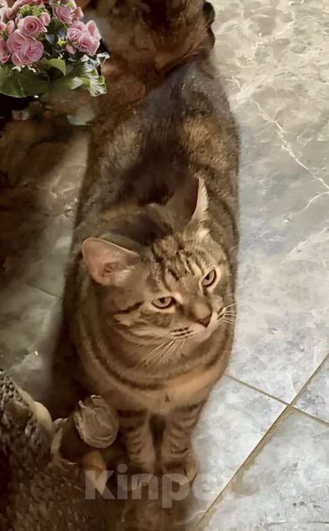 Кошки в Санкт-Петербурге: Кошечка Василиса ищет дом Девочка, Бесплатно - фото 4