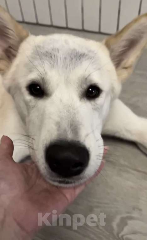 Собаки в других городах Ленинградской области: Активный, дружелюбный, ласковый пес ищет хозяина! Мальчик, Бесплатно - фото 1