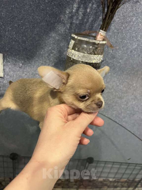 Собаки в Москве: Щенки чихуа разных окрасов.2 мес Девочка, 35 000 руб. - фото 7