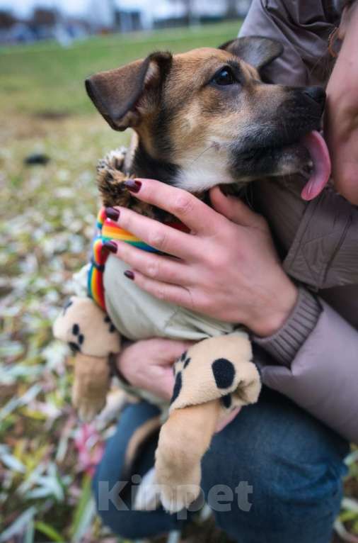 Собаки в Москве: Нала - нежность в двойном размере Девочка, Бесплатно - фото 2