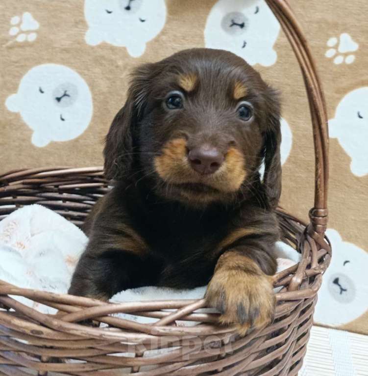 Собаки в Санкт-Петербурге: такса миниатюрная длинношерстная Девочка, Бесплатно - фото 1