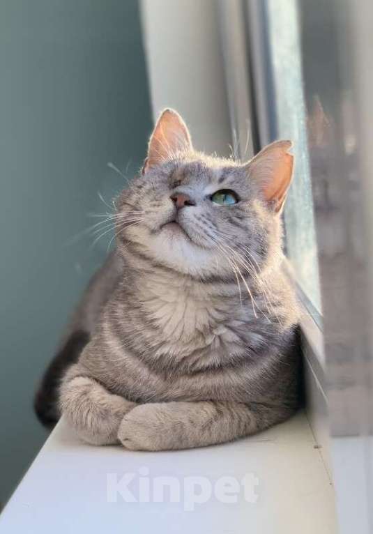 Кошки в Котельнике: Самая ласковая и ручная кошечка Тея в добрые руки Девочка, Бесплатно - фото 5