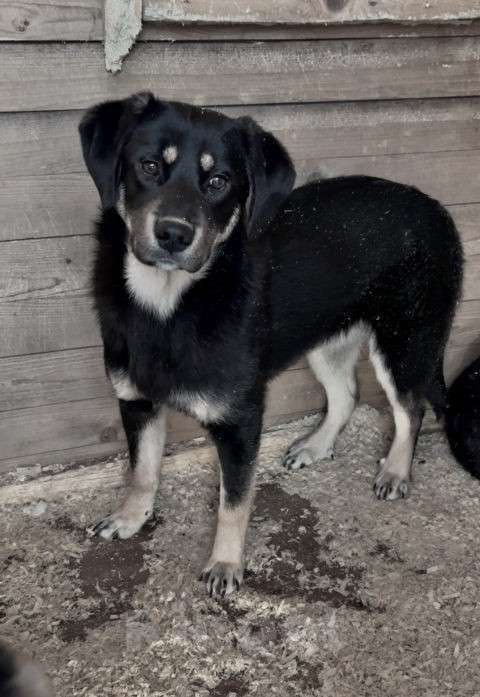 Собаки в Москве: Красавица Каштанка, ласковый щенок-подросток ищет дом Девочка, Бесплатно - фото 4