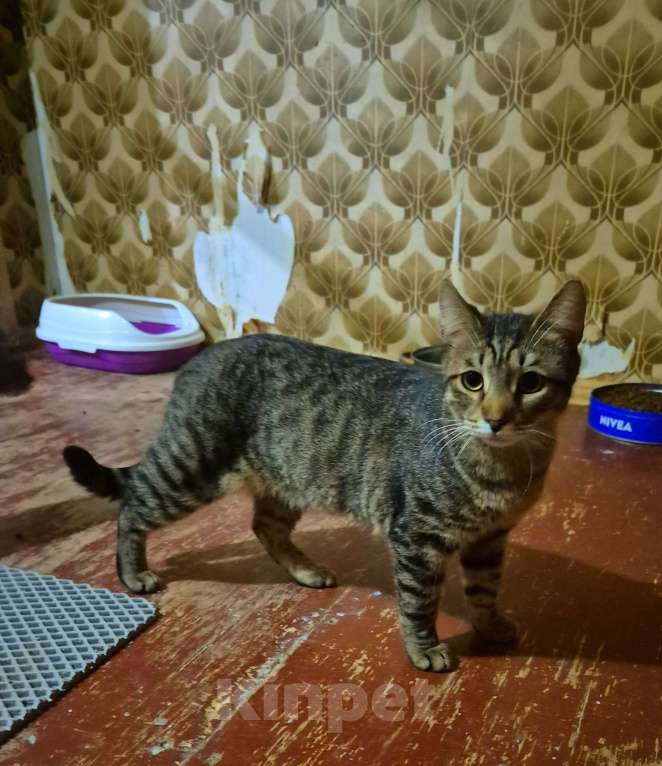 Кошки в Москве: Рафаэль художник ждет маму 7 месяцев Мальчик, Бесплатно - фото 6