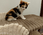 Кошки в Москве: Котенок в добрые руки Девочка, Бесплатно - фото 7