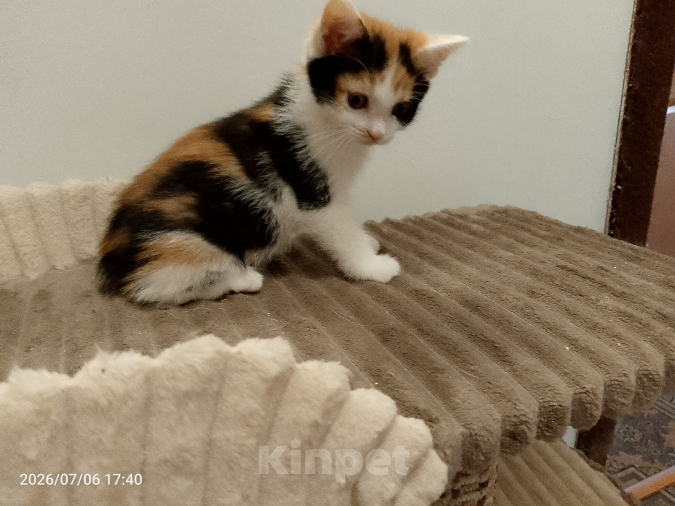 Кошки в Москве: Котенок в добрые руки Девочка, Бесплатно - фото 7