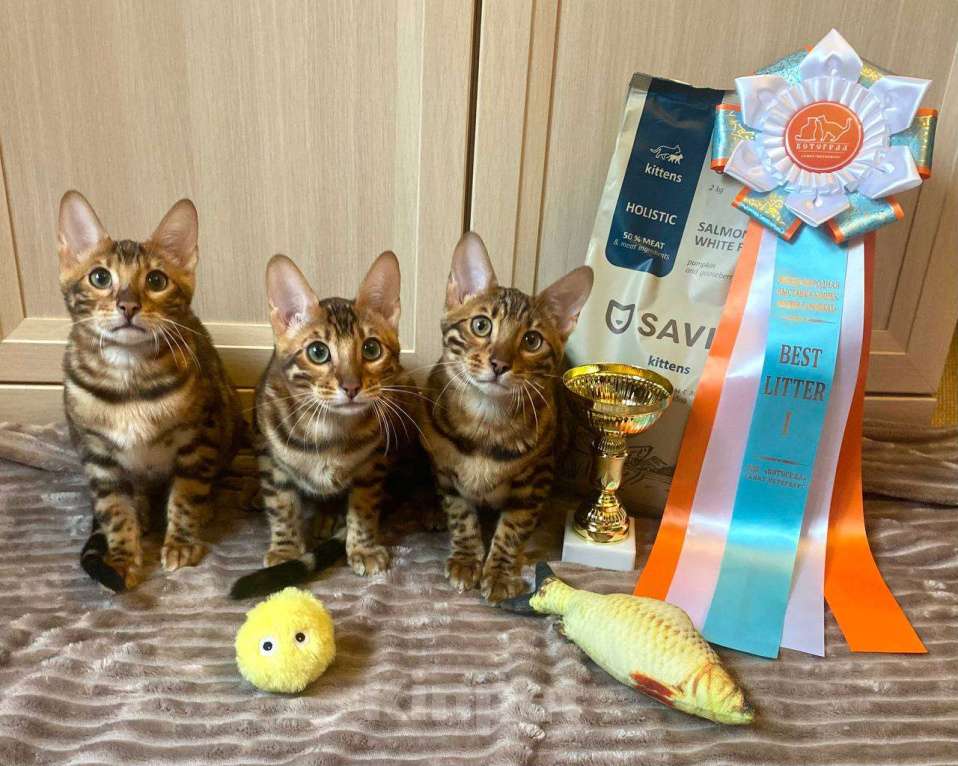 Кошки в Санкт-Петербурге: Бенгальский котенок, с документами Девочка, 30 000 руб. - фото 5