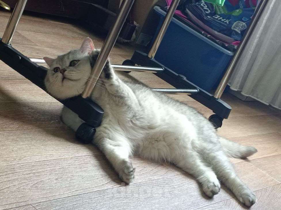 Кошки в Казани: Британский короткошерстный кот Мальчик, 5 000 руб. - фото 4